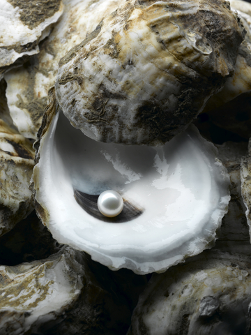 Oyster Pearl | HiroBoga.com