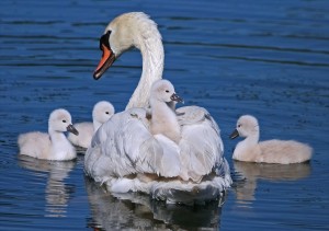 Swans | HiroBoga.com