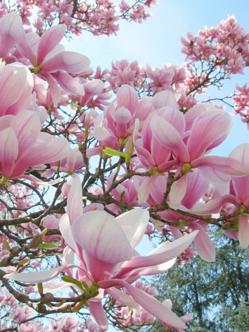 Magnolia Blossoms | HiroBgoa.com