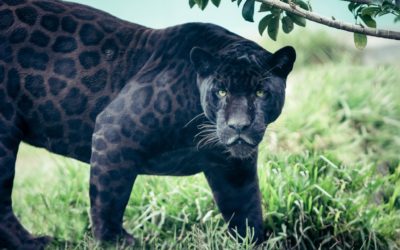 Panther Medicine: A True Fable